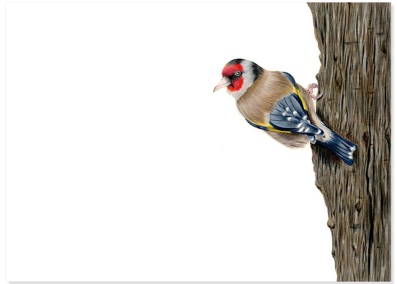 Putter/Distelvink (originele tekening)